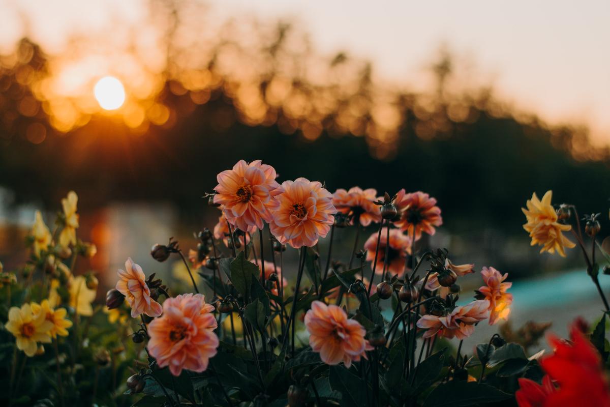 Les fleurs de Mars et Avril