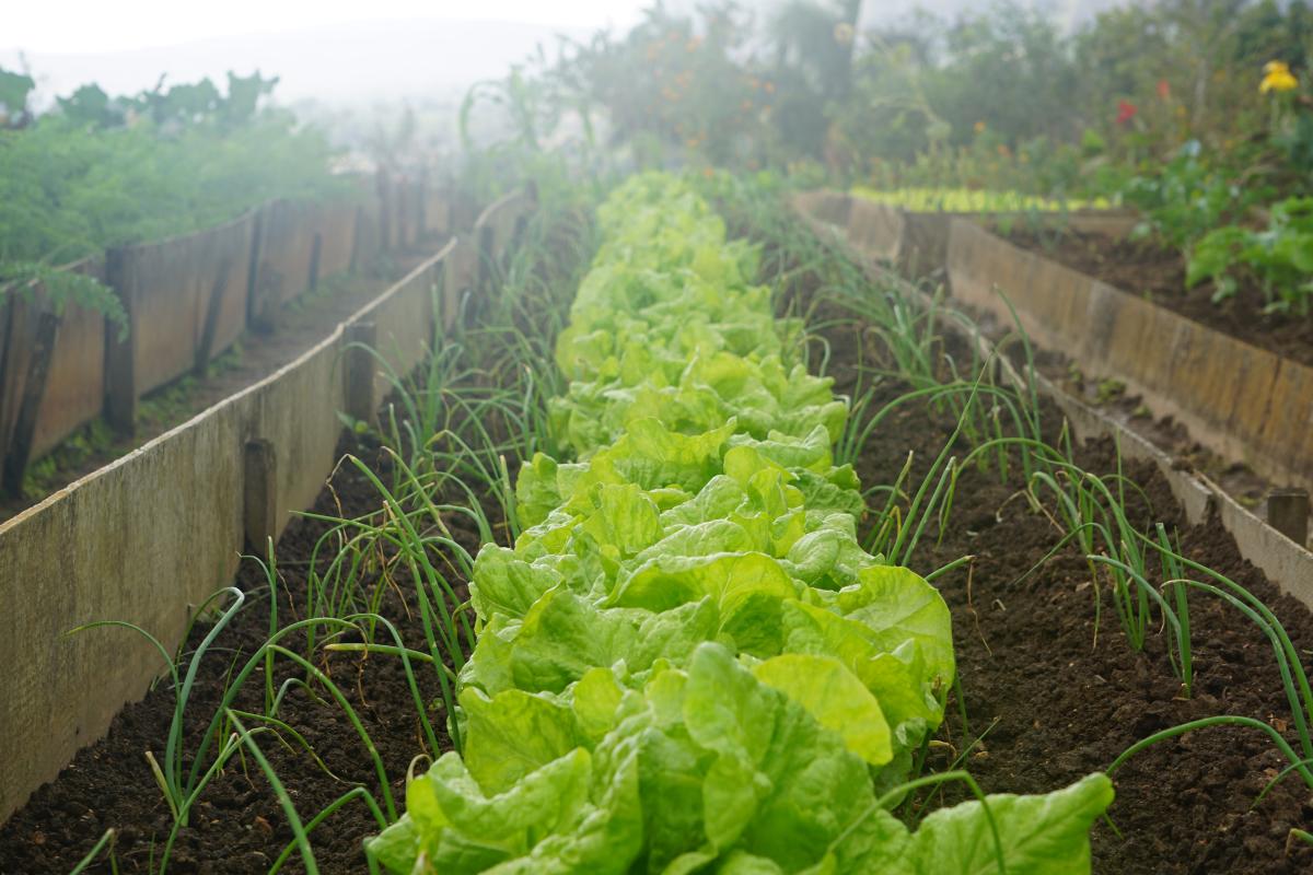 Le potager en mars