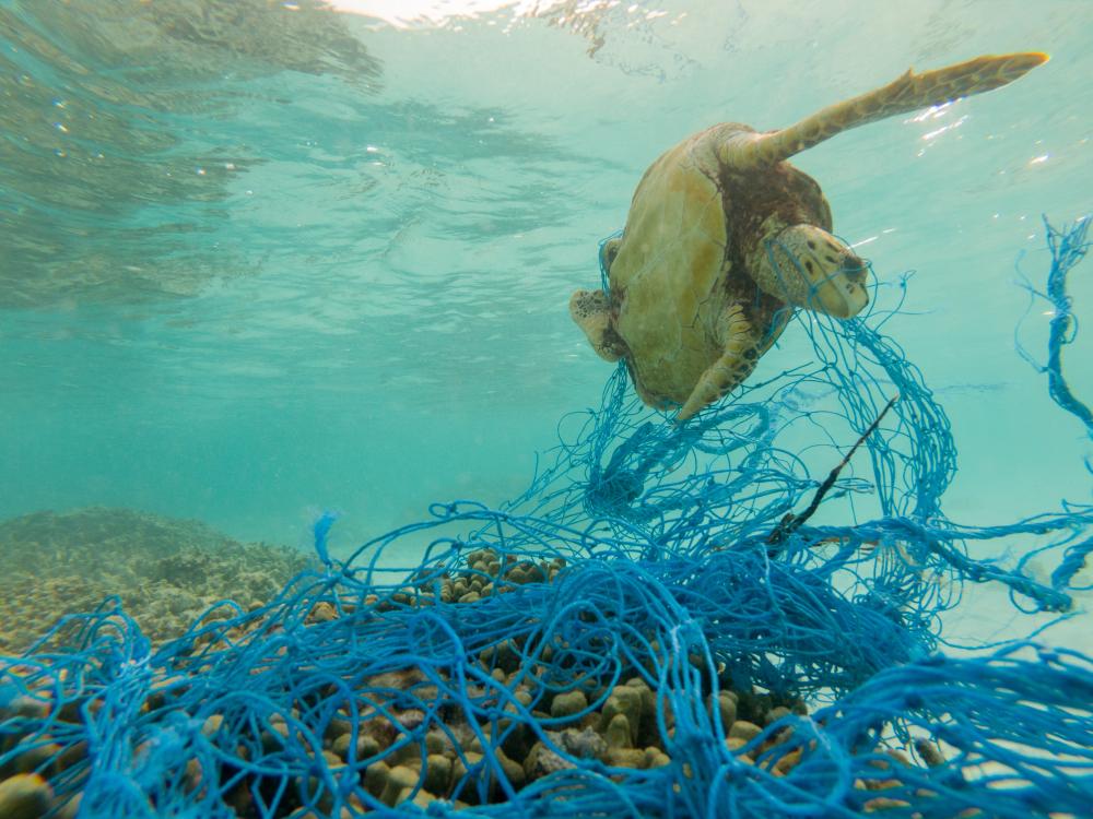 tortue mer filet pollution