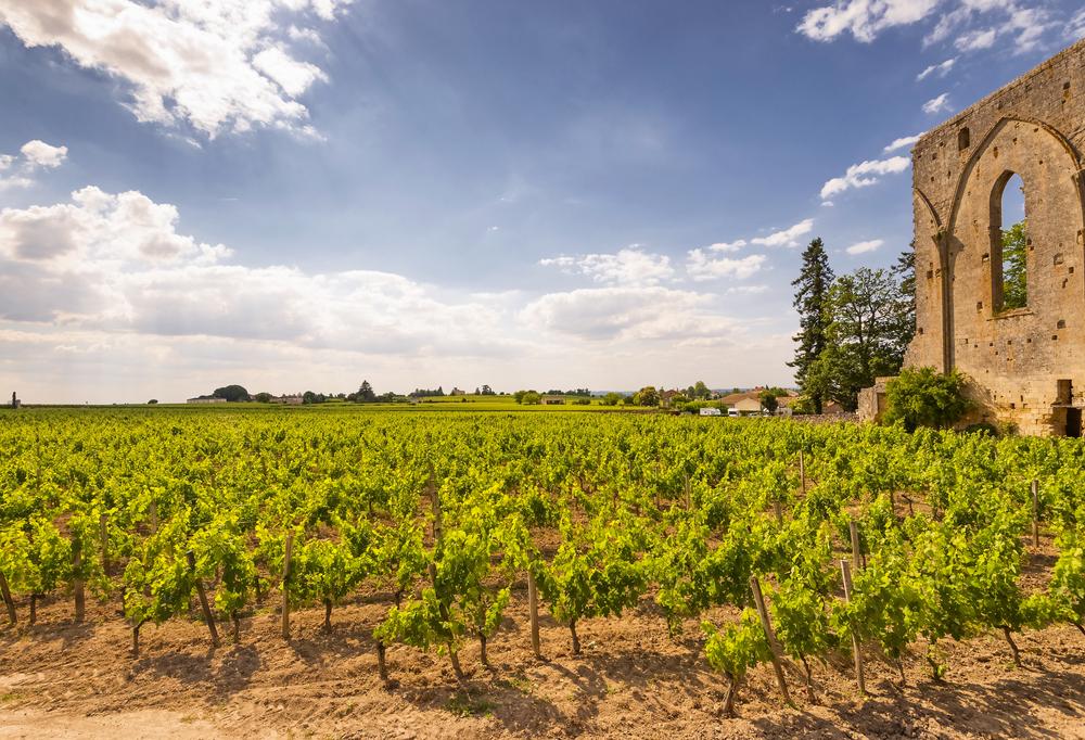 vigne saint émilion