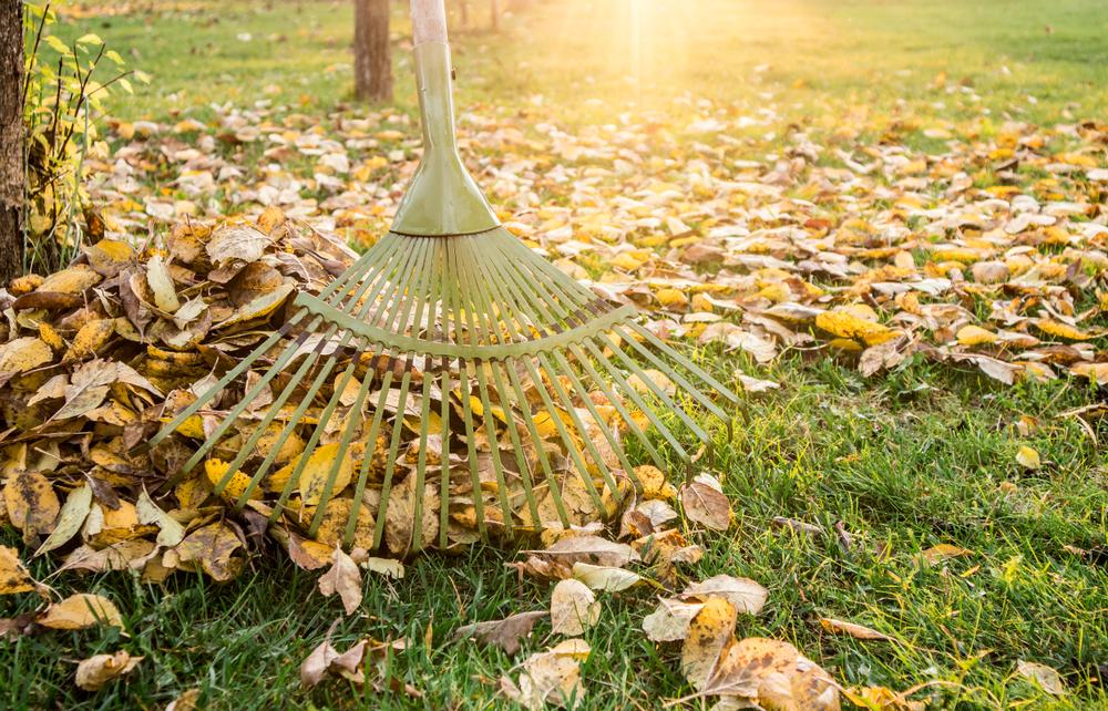 feuilles mortes jardin