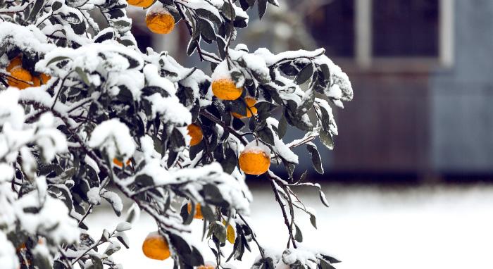 jardin clémentines neige