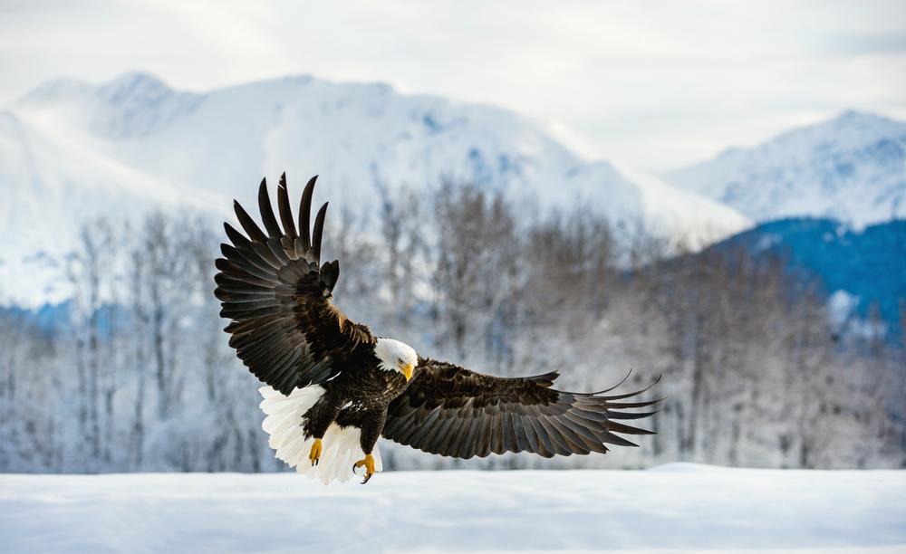 aigle montagne neige