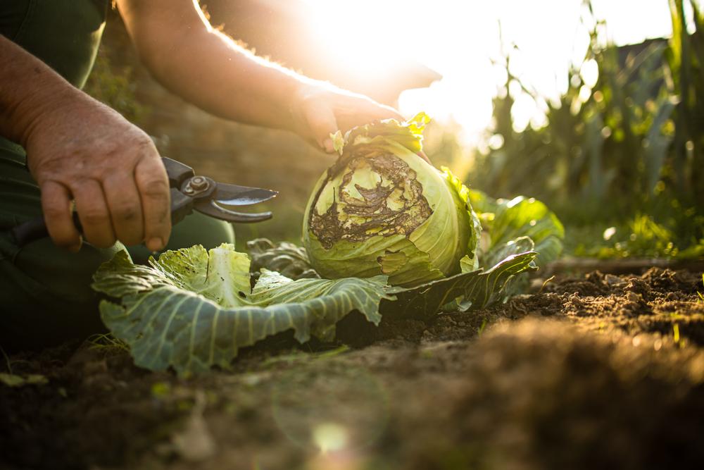 salade jardin permaculture