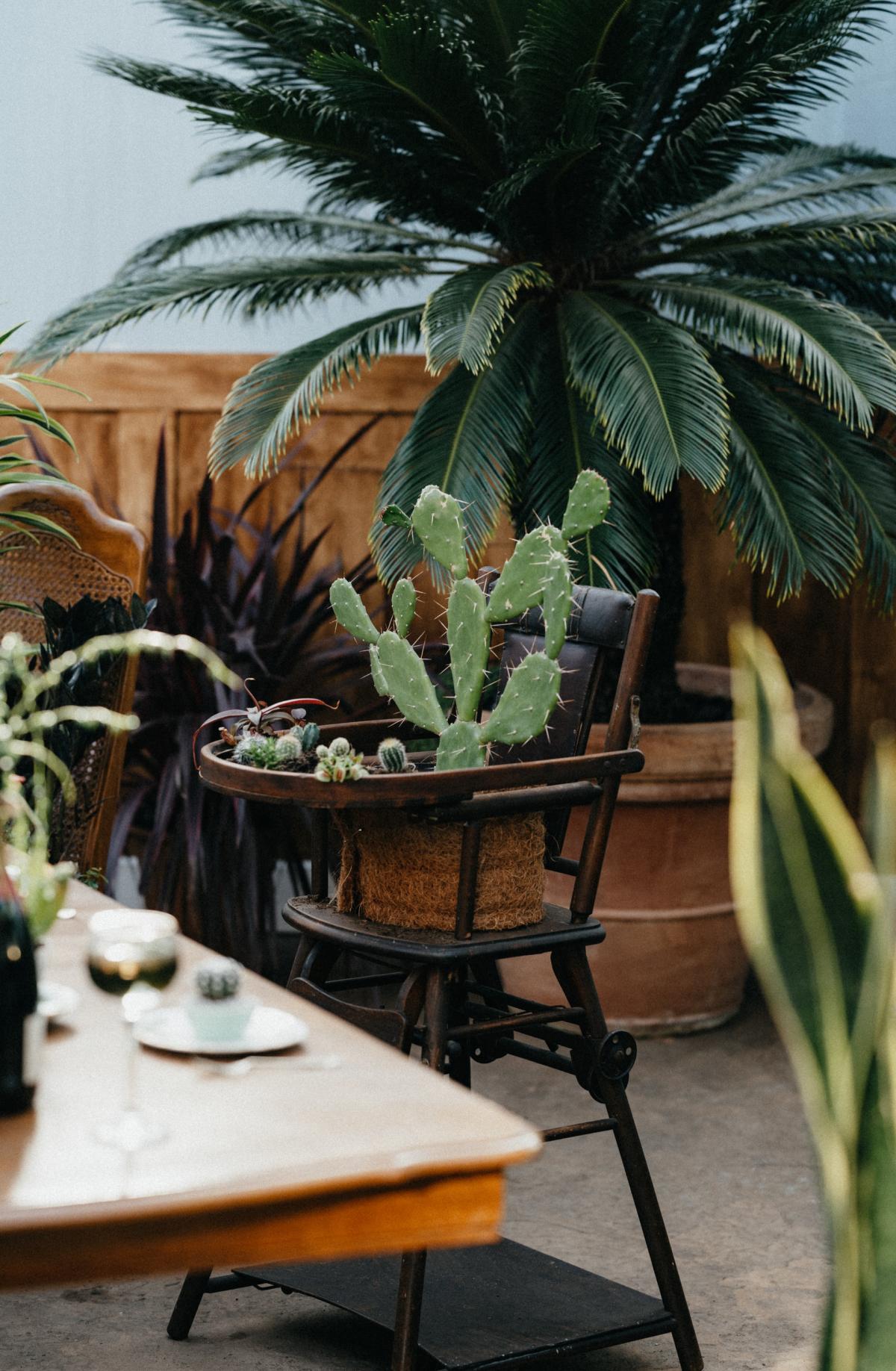 balcon plantes cactus