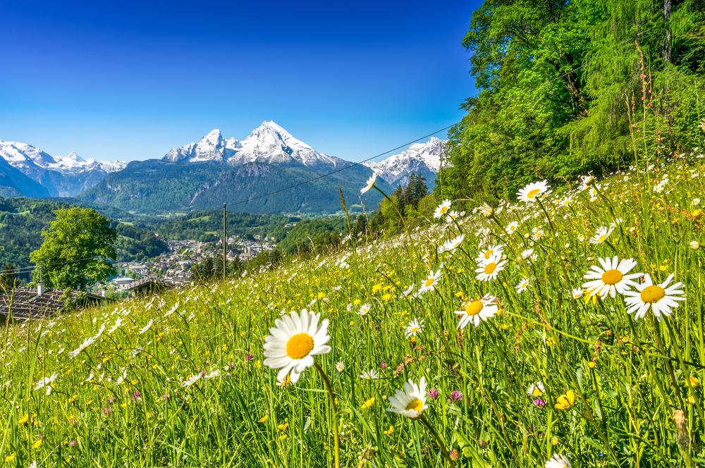 montagne fleurs verdure