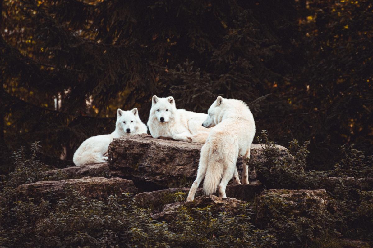 meute de loups blancs