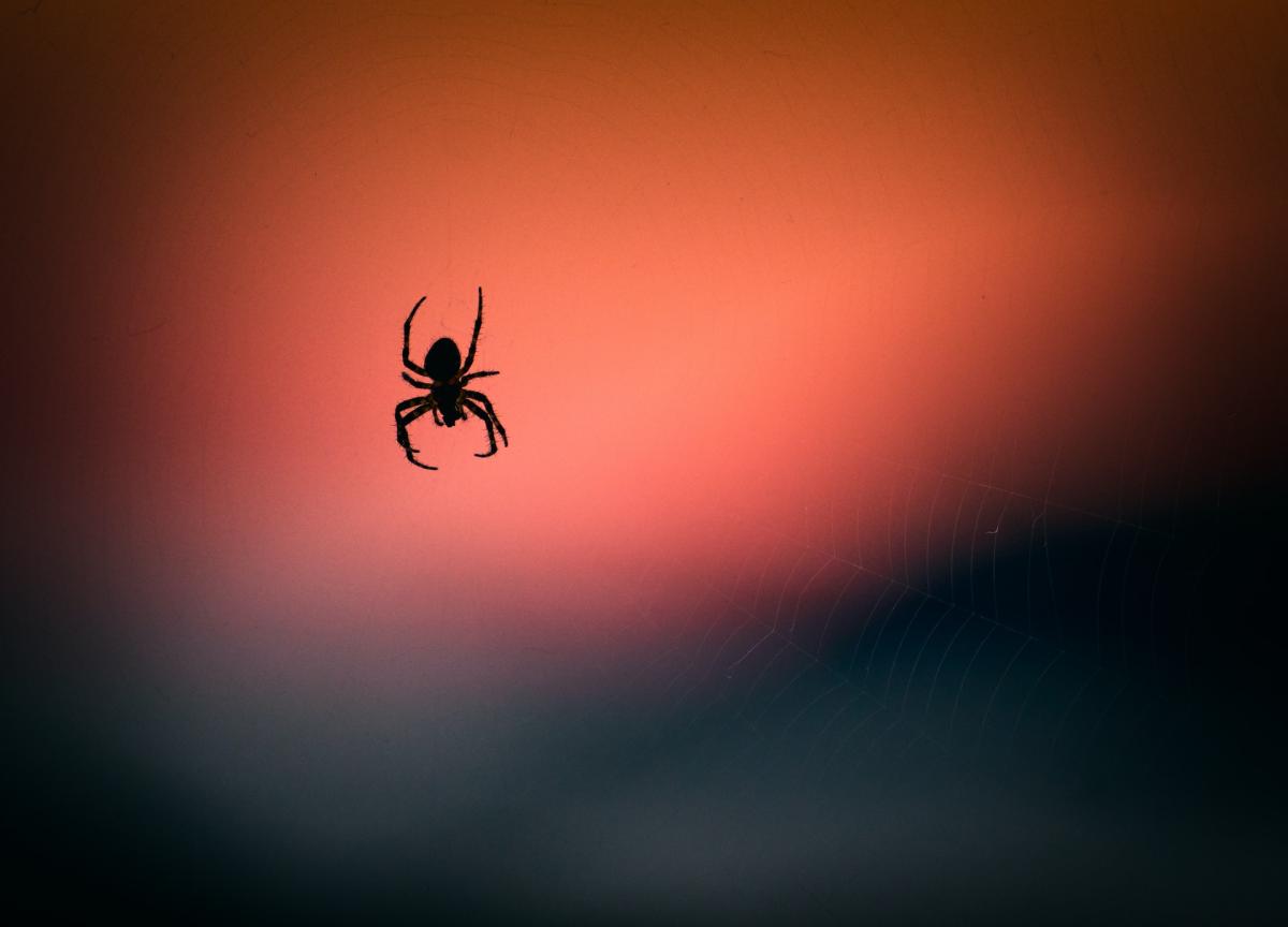 araignée coucher de soleil