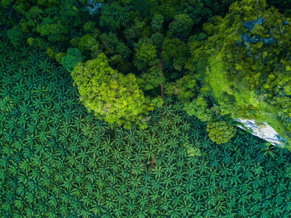 forêt de palmiers