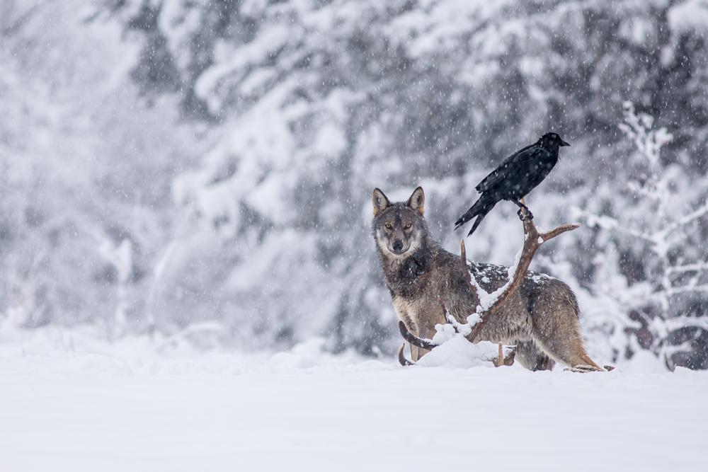 corbeaux neige loup