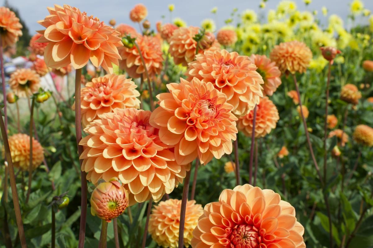 Un beau jardin en février, c'est possible !