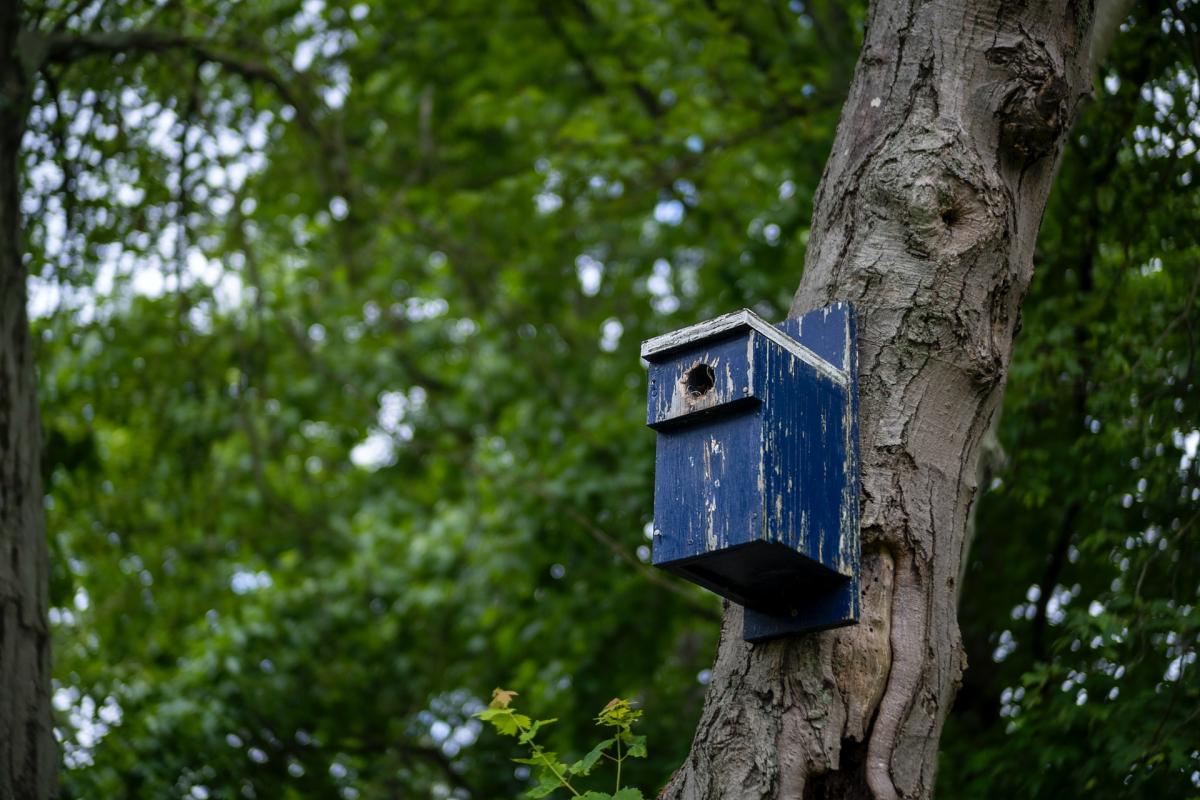 Construire un nichoir pour oiseaux