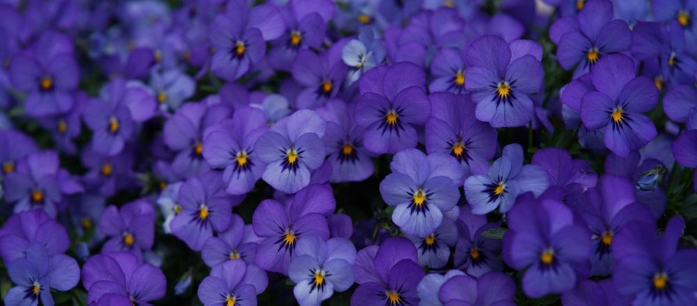 La fête des violettes : l’occasion de découvrir les charmants villages des Alpes-Maritimes