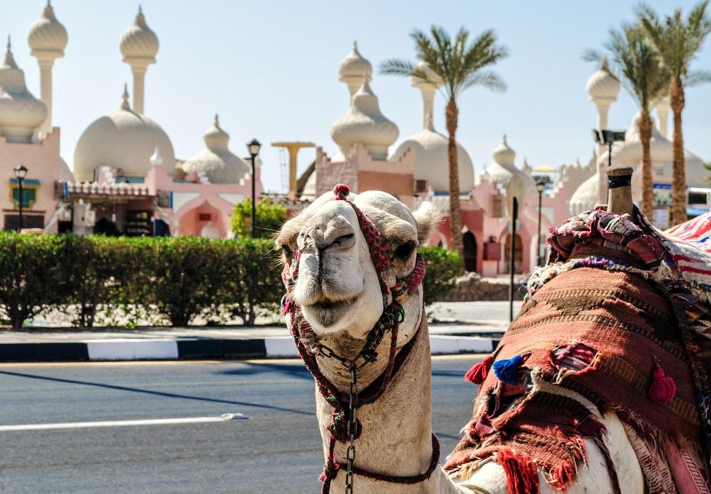 Dossier Egypte : Sharm El Sheikh ou le joyau de la Mer Rouge