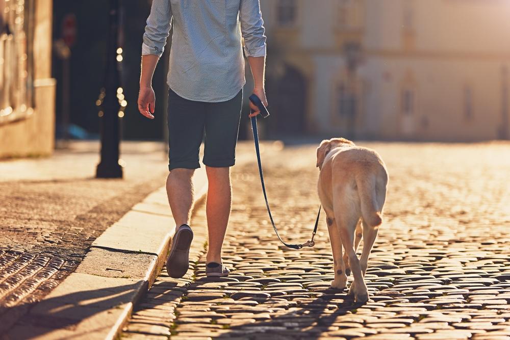 marche homme chien