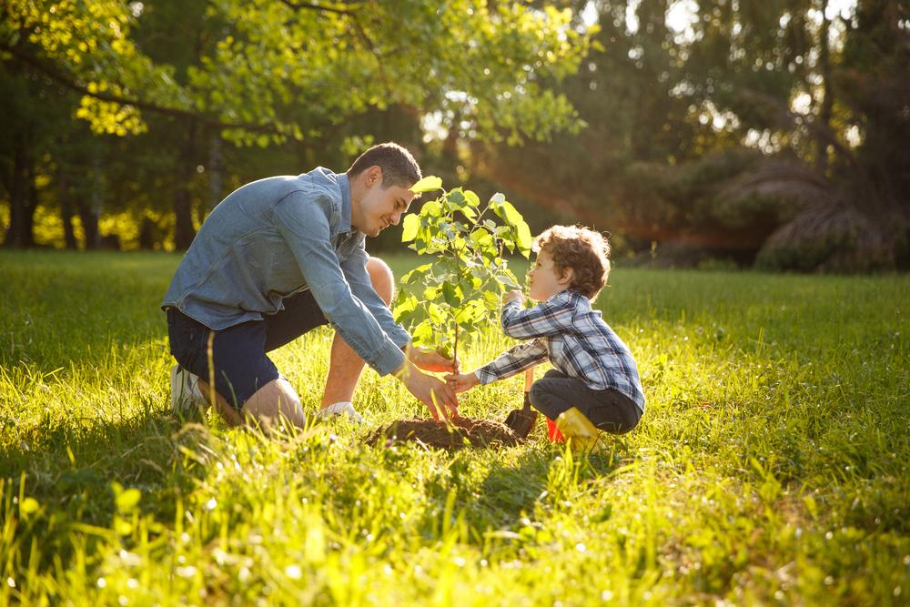 jardinage planter un arbre