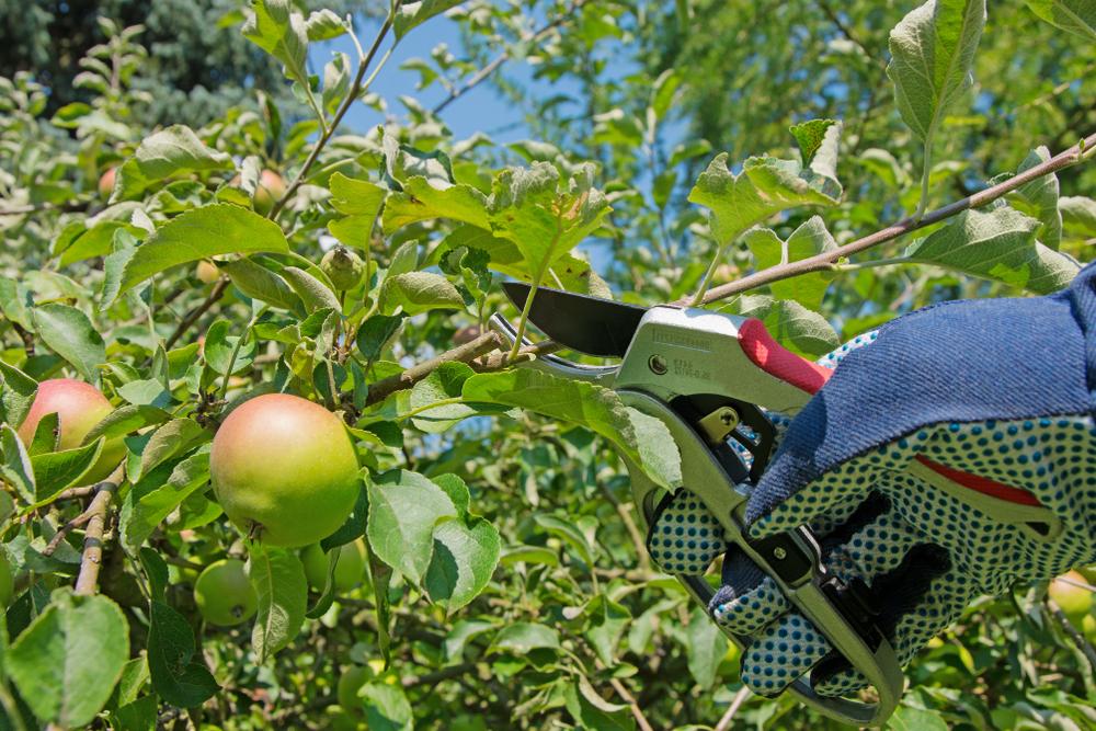 arbre fruitier entretien