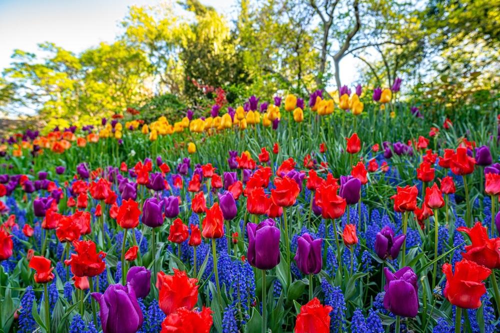  Le printemps est là : les 5 plus beaux jardins de France