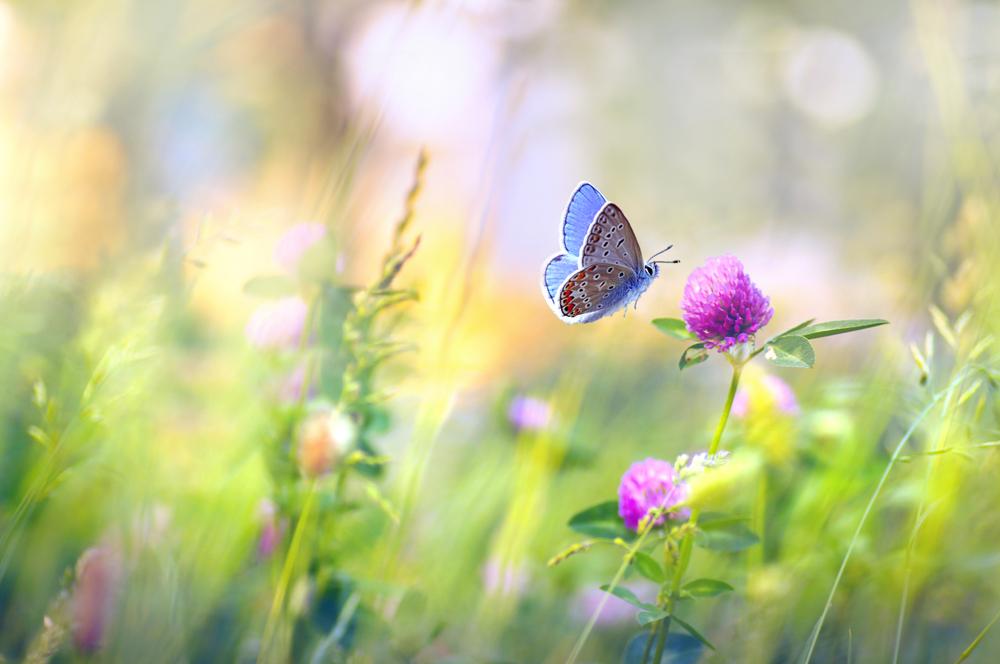 papillons jardin