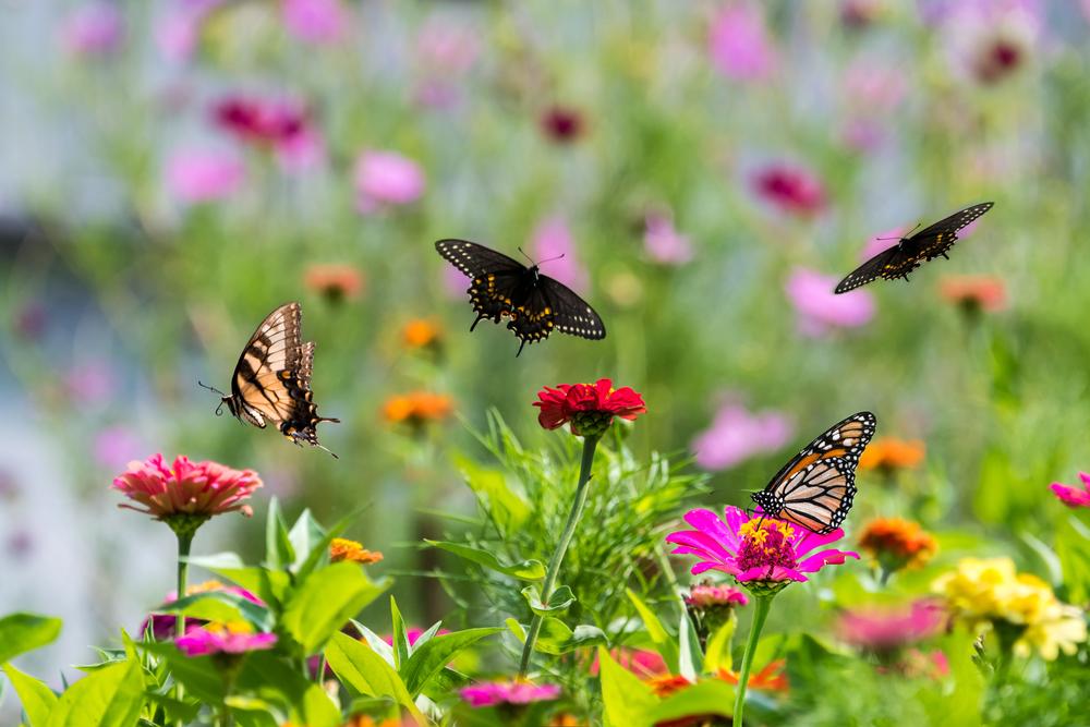 Protéger les insectes dans votre jardin