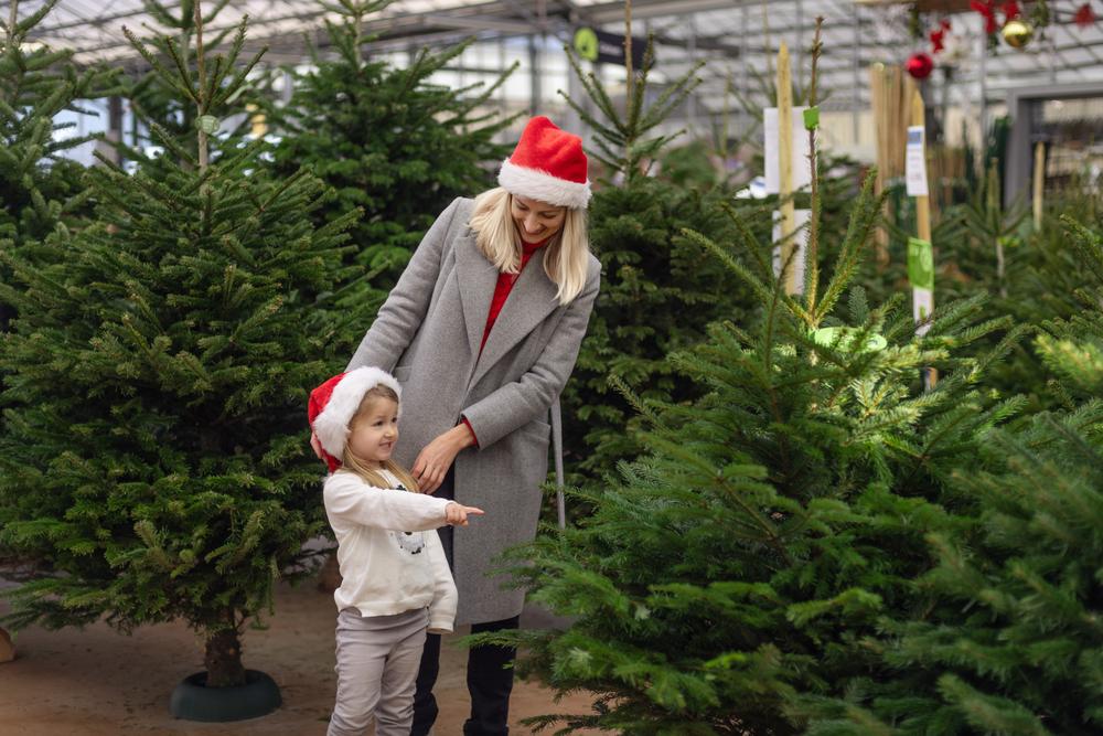 Vrai sapin ou modèle en plastique : lequel est le plus écolo ?