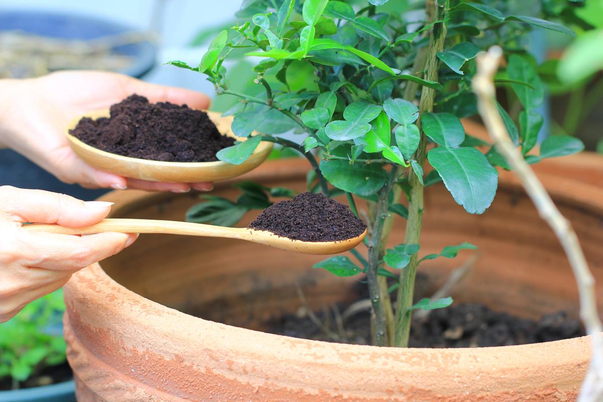 mettre du terreau dans un pot de plante