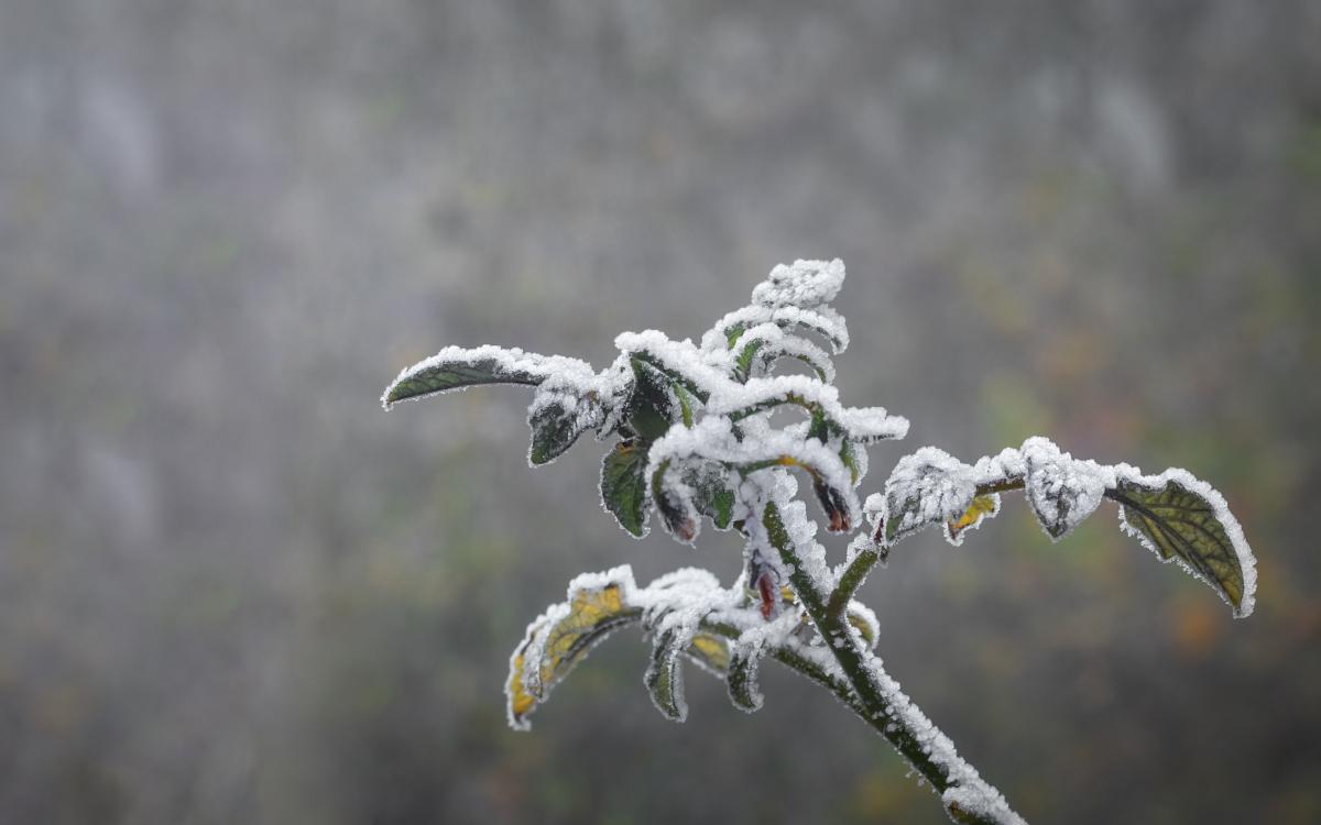 feuilles gelées