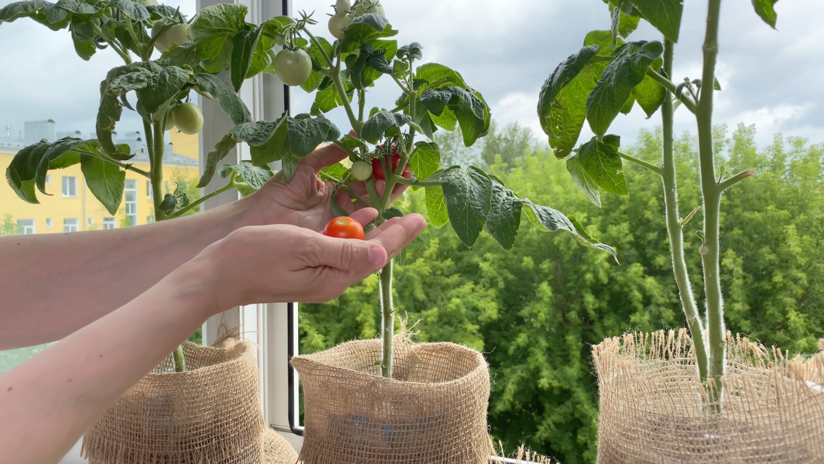 Comment créer un potager dintérieur écoresponsable Magazine Météocity