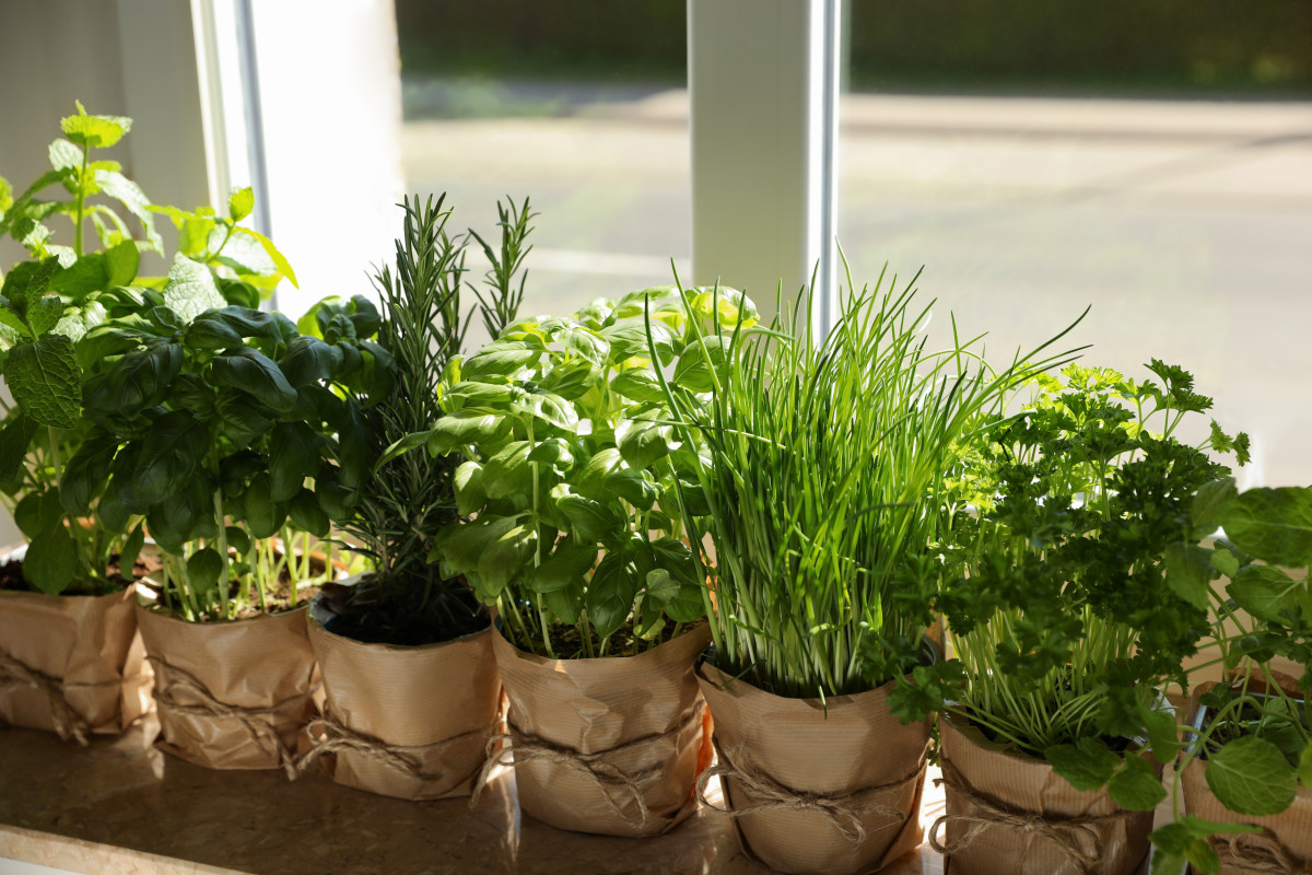 Comment créer un potager d’intérieur écoresponsable ?