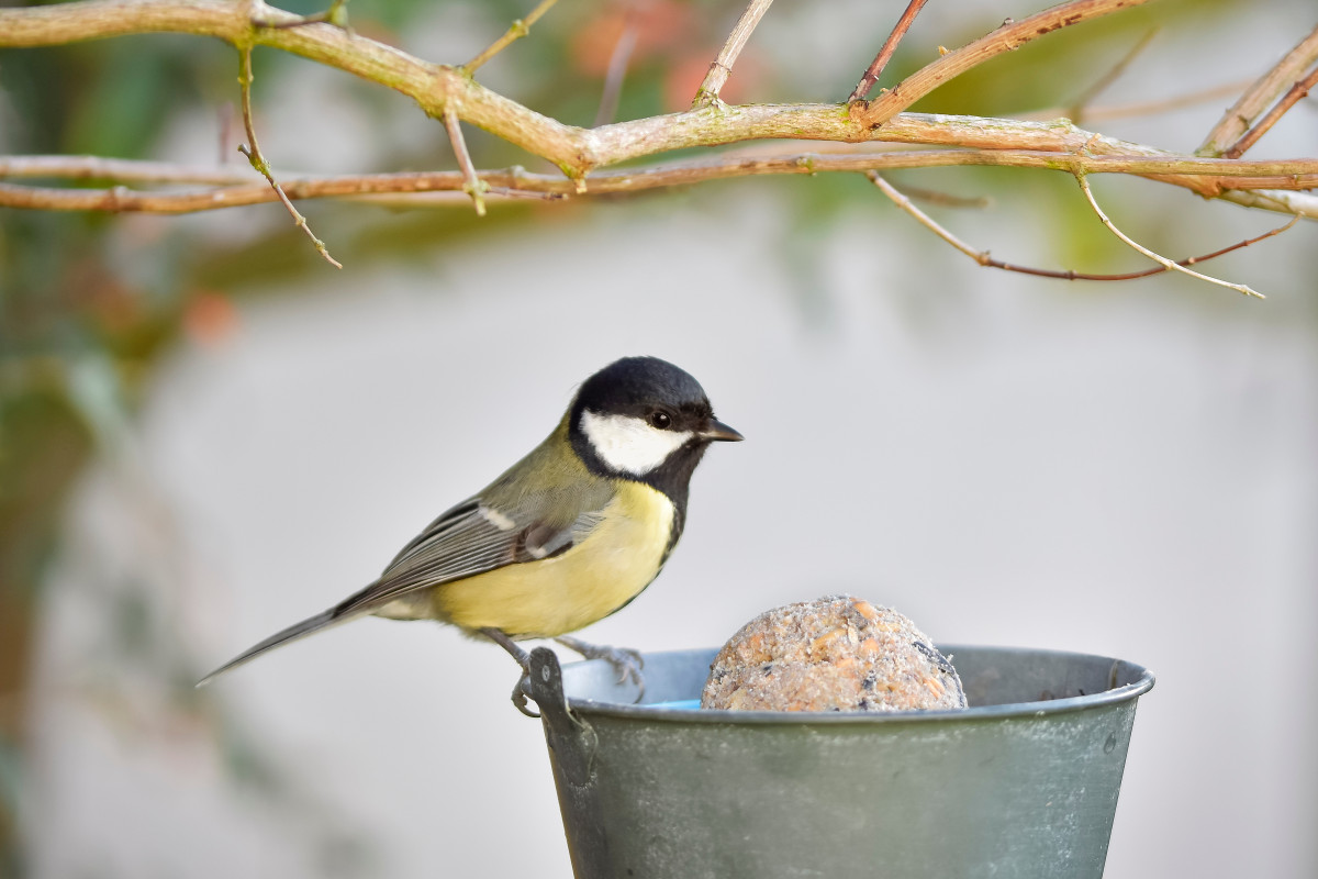 Nourrir les oiseaux en hiver : fabriquer des mangeoires écologiques à partir de matériaux recyclés