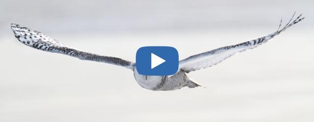 Une caméra de surveillance capte le vol impressionnant d'un hibou