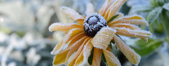 Les plantes à floraison hivernale