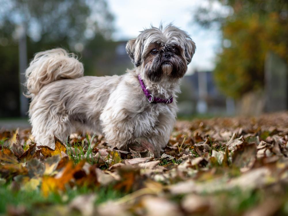 shih tzu