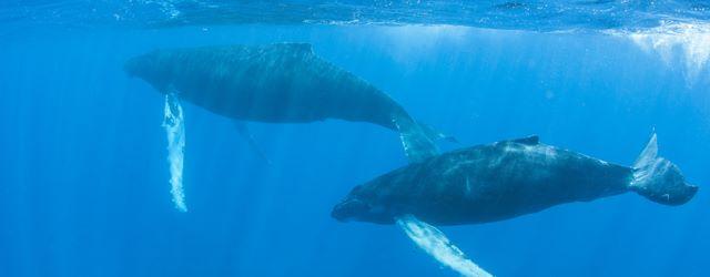 Un homme fait du paddle avec deux baleines