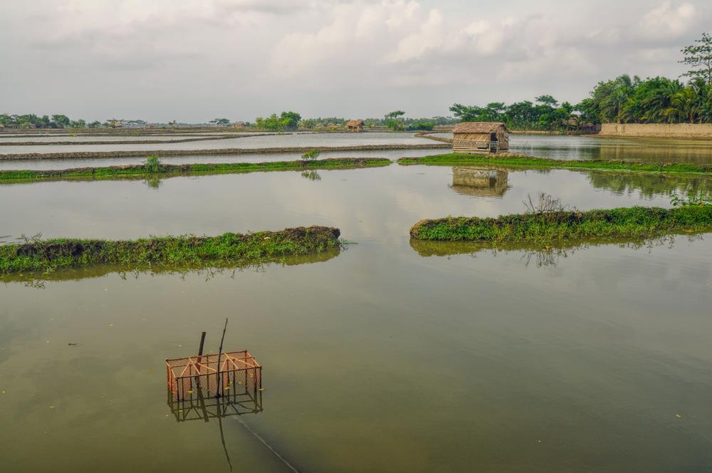 Rizière au Bangladesh