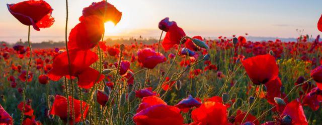 Top 10 des plus belles fleurs à planter dans son jardin