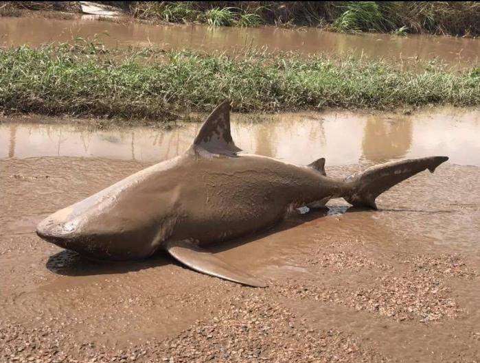 Un requin a été retrouvé mort dans une flaque d'eau à Ayr.