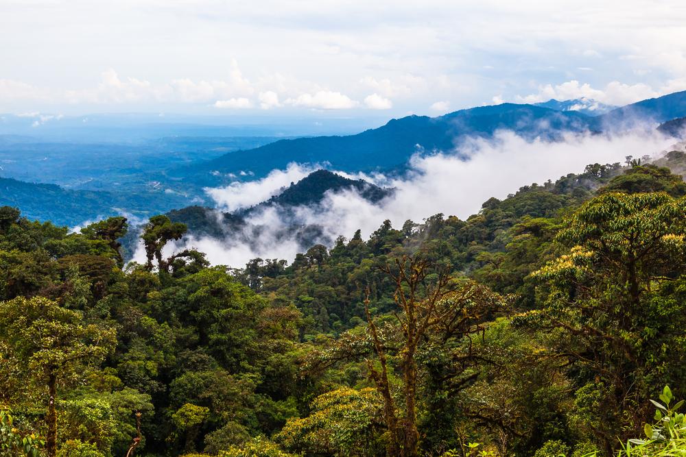 Forêt amazonienne