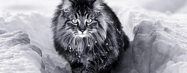 Faire du ski avec son chat... pourquoi pas !