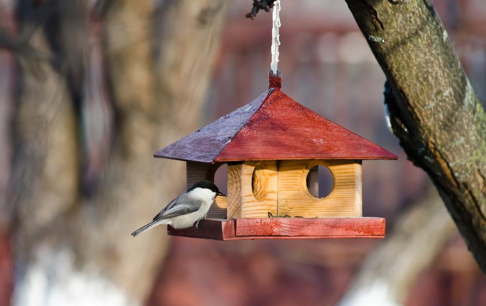 Nourrir les oiseaux sauvages peut les rendre malade