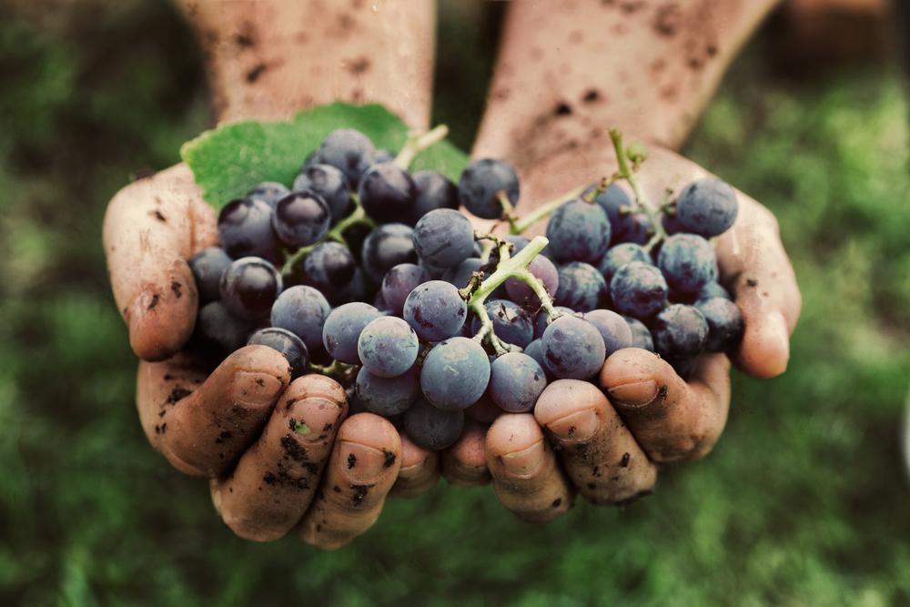 Les vendanges de cette année sont tout particulièrement mauvaises. © Shutterstock 