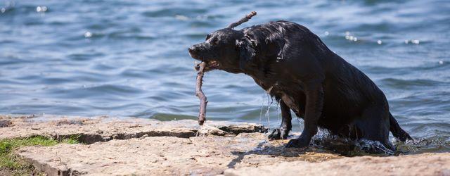 chien sauvé des eaux