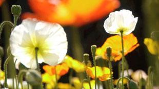 Le jardin des plantes de Paris