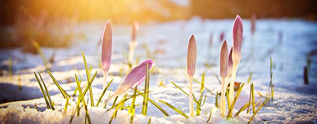 Comment protéger vos plantes du gel ?