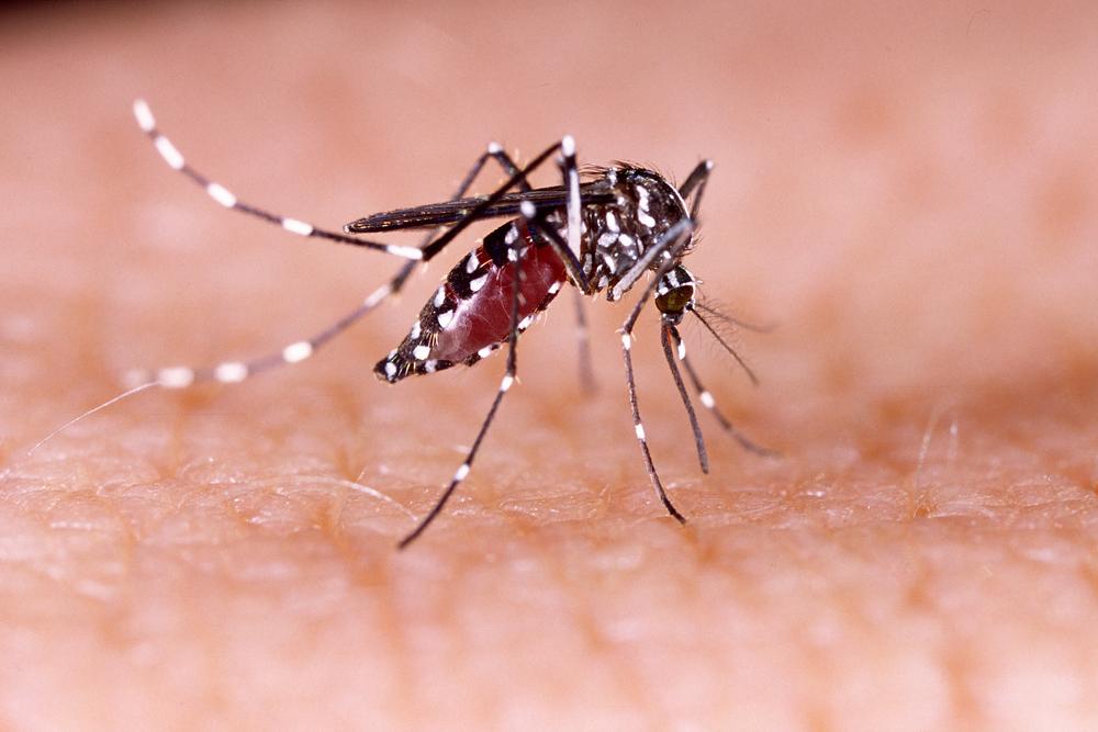 Les moustiques nés ces dernières semaines pourraient être présents jusqu'en décembre.