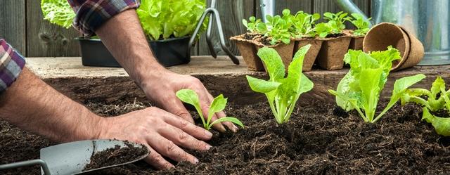 planter jardin novembre