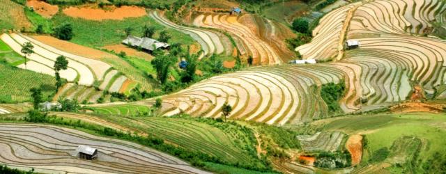 Mu Cang Chai