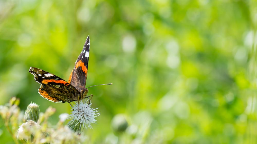 Papillon Vanesse du chardon