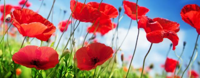 Le célèbre coquelicot