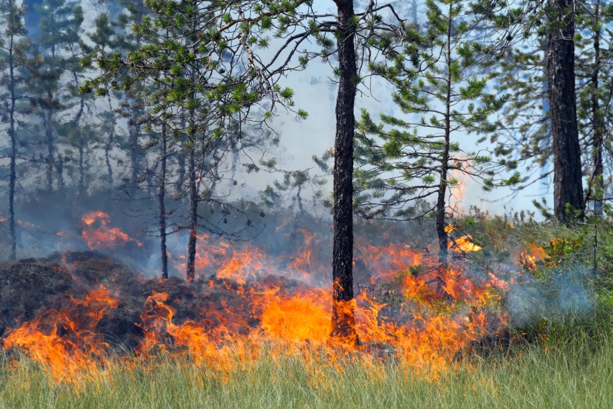 250 000 hectares de forêt ont été ravagés par les flammes.